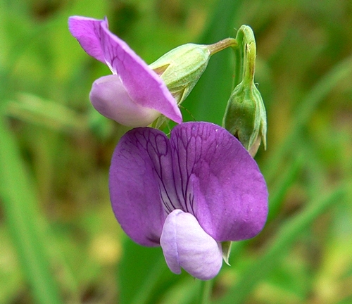 {Lathyrus sylvestris}